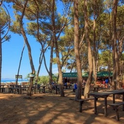 Zona picnic tra pini vicino al mare con tavoli in legno.